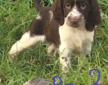 English Springer Spaniel Puppies