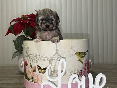 Maltese shitzu puppies for sale