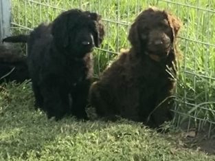 Bordoodle Puppies for Sale