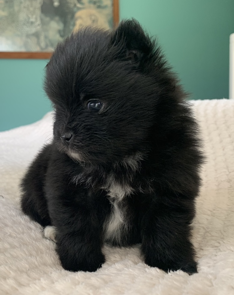Pomeranian puppies x1 female and x1 male