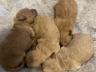 Purebred Toy Poodle Puppies DNA tested