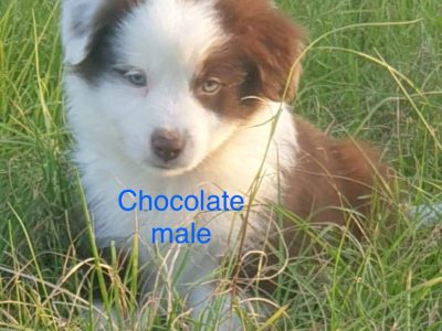 Gorgeous Border Collie Pups- sold
