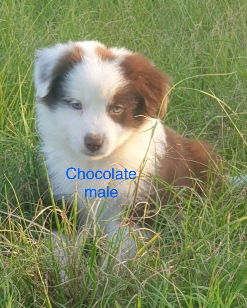 Gorgeous Border Collie Pups- sold