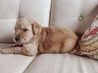 F1 Groodle Puppies (Golden Retr. x Apricot Poodle)