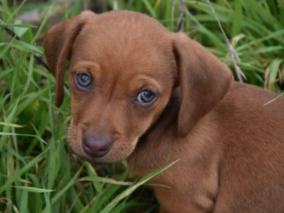 Mini Dachshund Puppies READY