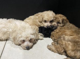 Toy Cavoodle puppies – DNA tested