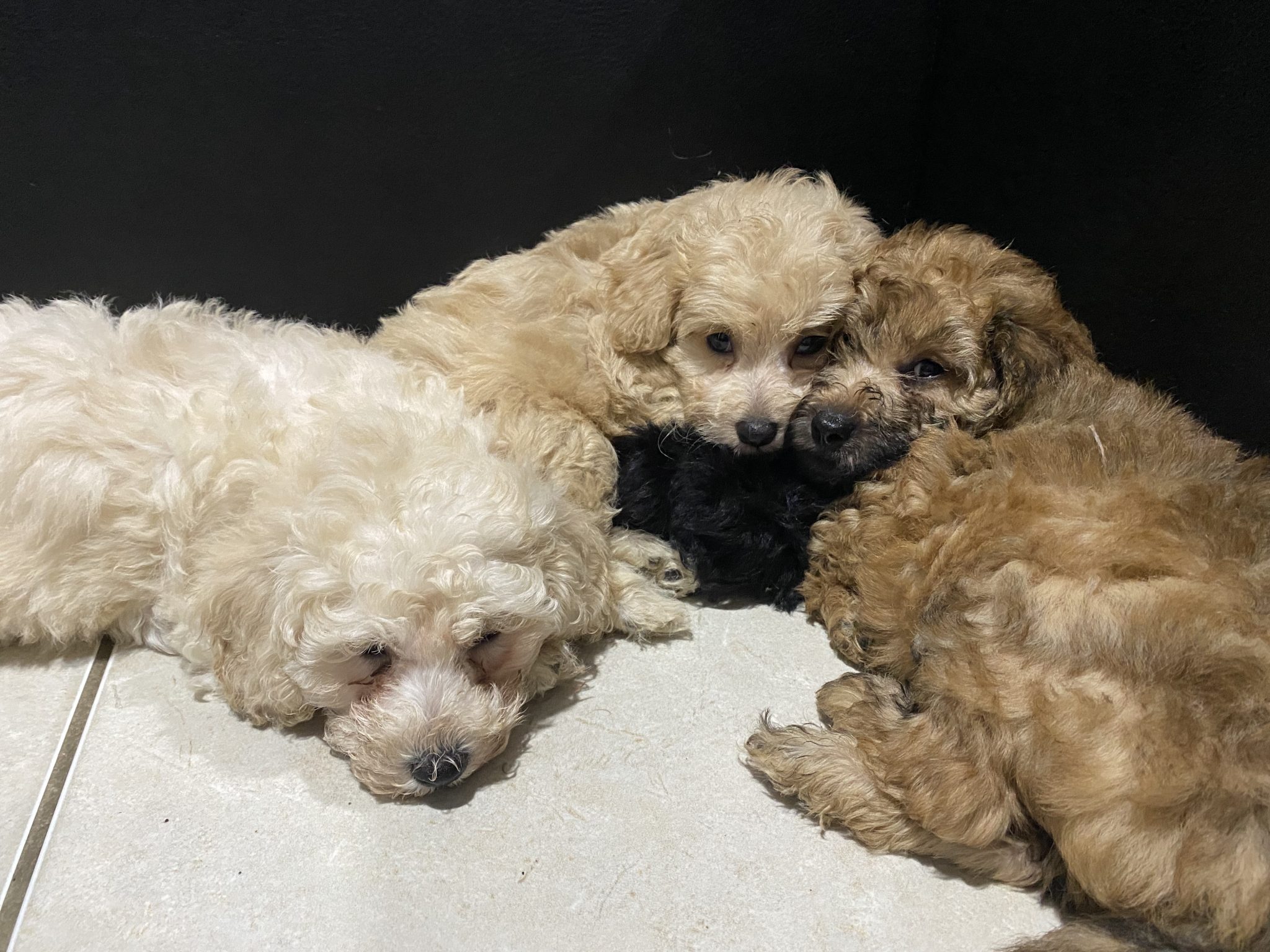 Toy Cavoodle puppies - DNA tested