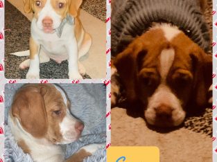 Male Beaglier puppy ready for forever home