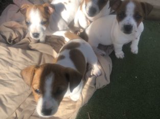 Jack Russell Puppies 4 females 1 male microchipped