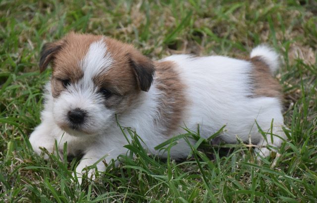 Cavacocker CAVAJACK PUPPIES - PetsForHomes