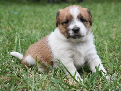 CAVAJACK PUPPIES