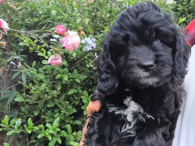 Spoodle puppy, petite and perfect girl