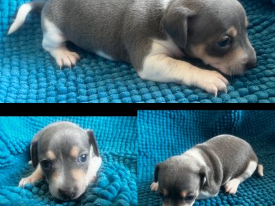 Mini Foxie Mini Foxy, Merle, Lilac, blue chocolate