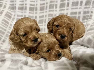 First Gen Cavoodle Girls – Narangba, Queensland
