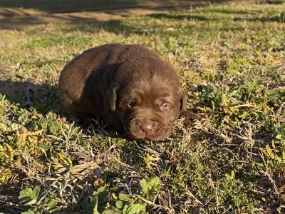 Pedigree labrador pups with papers