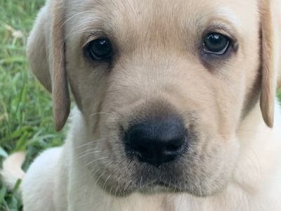Purebred Labrador Puppies