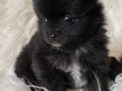 Pomeranian puppies x1 female and x1 male