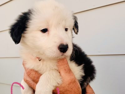 Border Collie Puppies