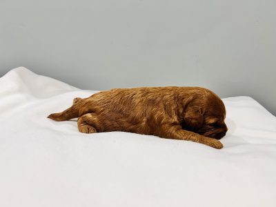 F1B TOY CAVOODLE PUPPIES