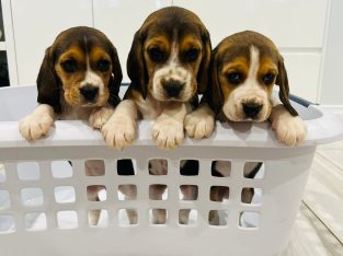 Pure breed Beagle puppies – 2 females and 1 male a