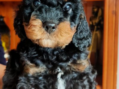 Cavoodle Puppies Second Generation