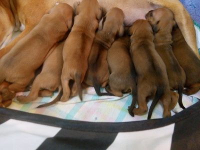 Rohdesian Ridgeback Puppies