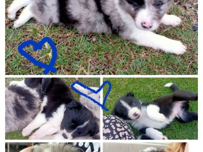 Purebred Border Collie puppies