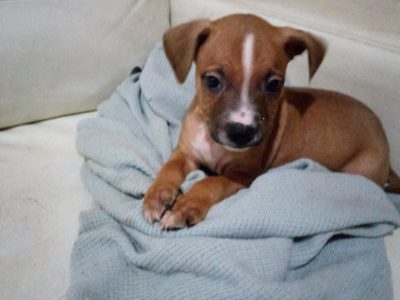 Male American Staffy Pup