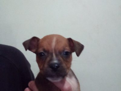 Female American Staffy Pup