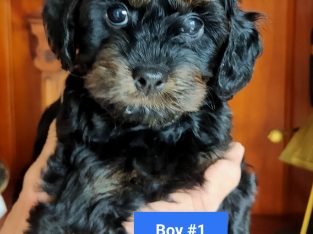 Cavoodle Puppies Second Generation