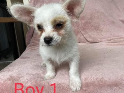 Maltese x chihuahua $1500