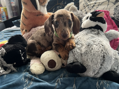 Dachshund – Deagon