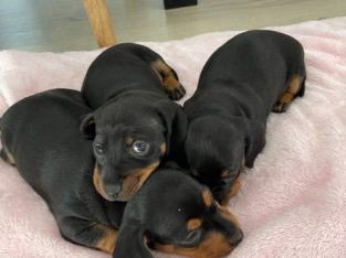 Miniature Dachshund Puppies Black & Tan