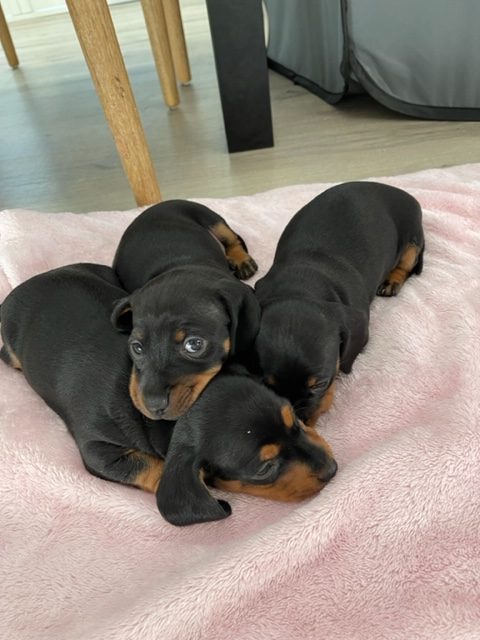 Miniature Dachshund Puppies Black & Tan
