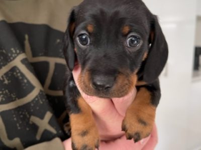 Miniature Dachshund Puppies Black & Tan