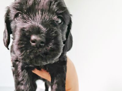 CockerCavoodle Puppies