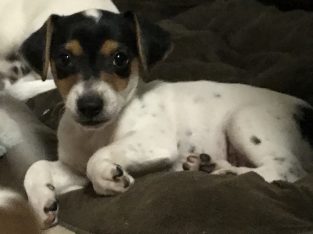 4th Generation Miniature Fox Terrier Pups
