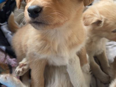 Purebred Border Collie Puppies