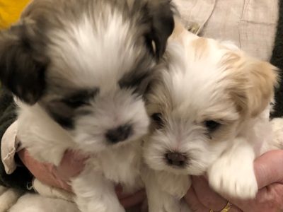 Maltese Shih Tzu puppies