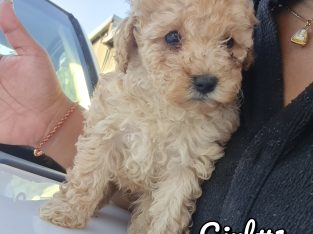 Pure-bred Toy Poodle Male & Female Available *