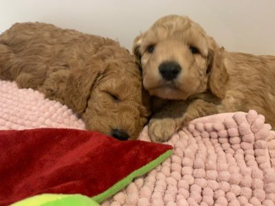 Cavoodle for Sale F1BB