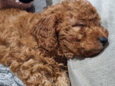 F1B Cavoodles