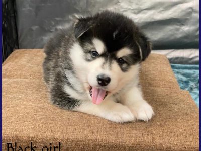 Alaskan Malamute Pups
