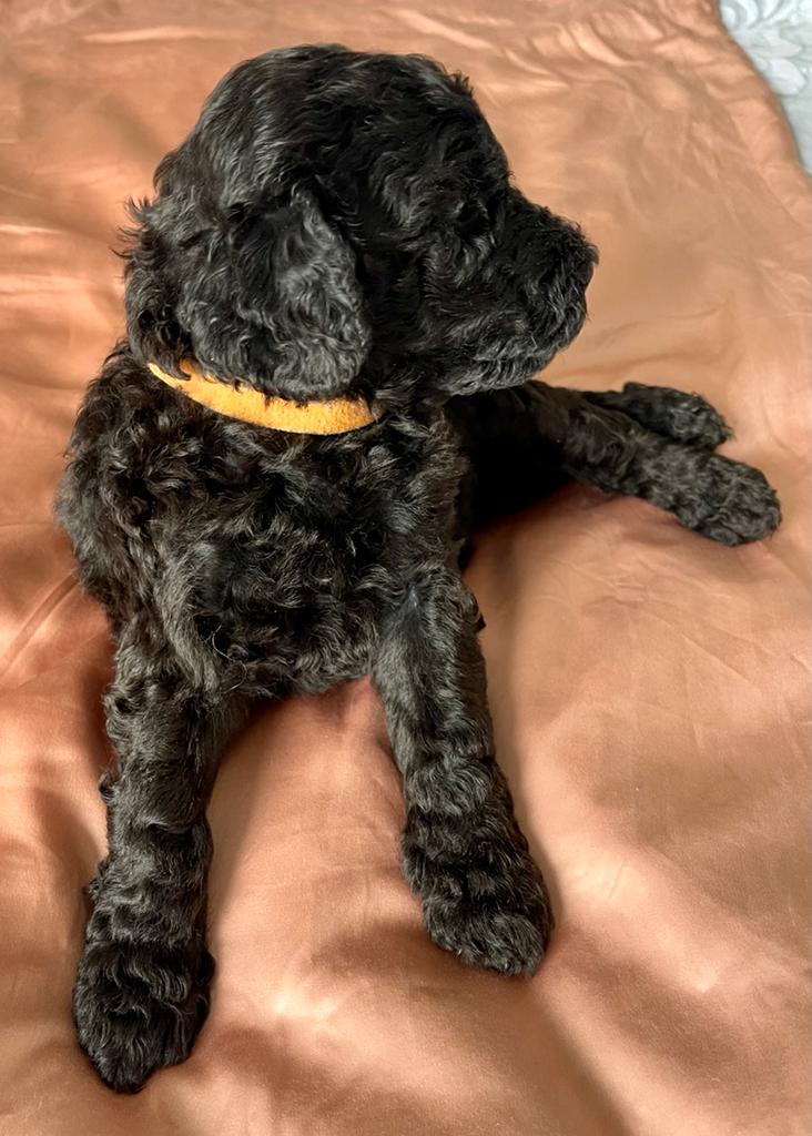 Purebred Standard Poodle Puppies