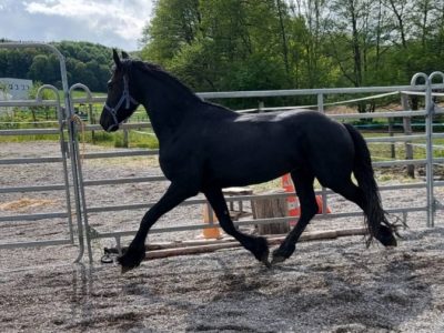 7yo BLACK Friesian Gelding STAND 16.2H TALL