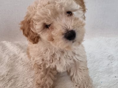 Adorable companions Moodle x Poodles