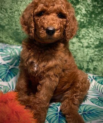 Red Standard poodle (Teddy Bear Colour)