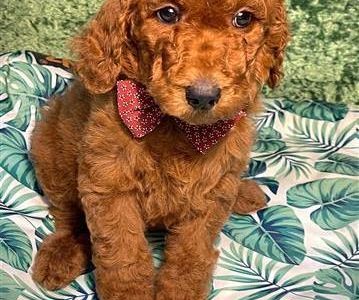 Red Standard poodle (Teddy Bear Colour)