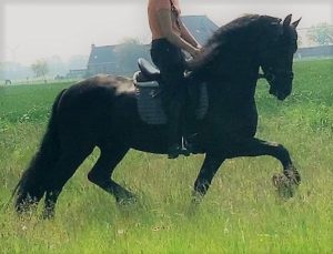 7 years Old FRIESIAN Gelding For Sale.