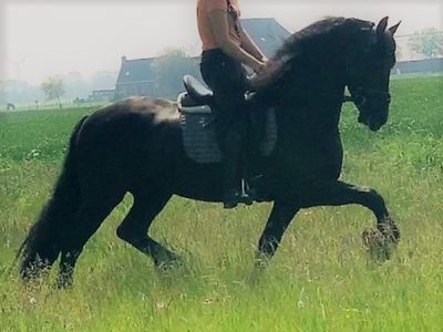 7 years Old FRIESIAN Gelding For Sale.